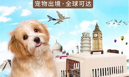 宠物托运平台哪个便宜(宠物托运收费标准)_https://www.xzdzcjx.com_科创板_第1张