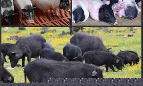 黑猪价格今日行情(今日黑猪价格多少钱一斤)_https://www.xzdzcjx.com_科创板_第1张