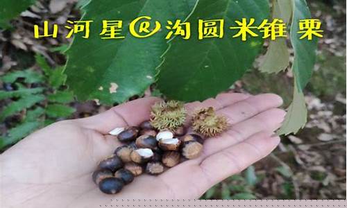 米锥栗坚果小板栗(米锥栗和板栗的区别)_https://www.xzdzcjx.com_北交所_第1张