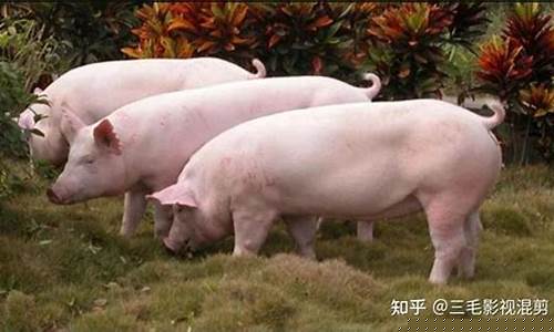 目前猪价格多少钱一斤(请问现在猪价多少钱一斤)_https://www.xzdzcjx.com_创业板_第1张