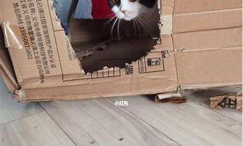 寄宠物猫怎么寄(寄宠物猫怎么寄快递)_https://www.xzdzcjx.com_科创板_第1张