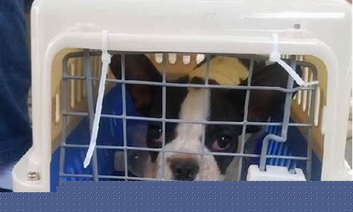 航空托运猫咪的流程及价格是多少(航空托运猫需要什么手续)_https://www.xzdzcjx.com_创业板_第1张