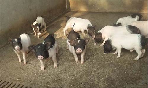 现在猪价毛猪多少钱一斤(现在猪价毛猪多少钱一斤云南)_https://www.xzdzcjx.com_深交所_第1张