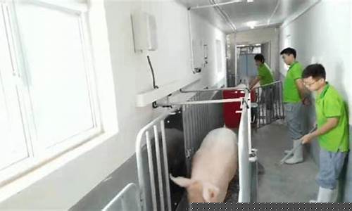 用手机测量猪的体重(用尺子测猪体重)_https://www.xzdzcjx.com_北交所_第1张